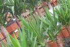 Myola NSWplant-nursery-10.jpg; ?>